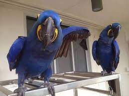 Hyacinth macaw parrots