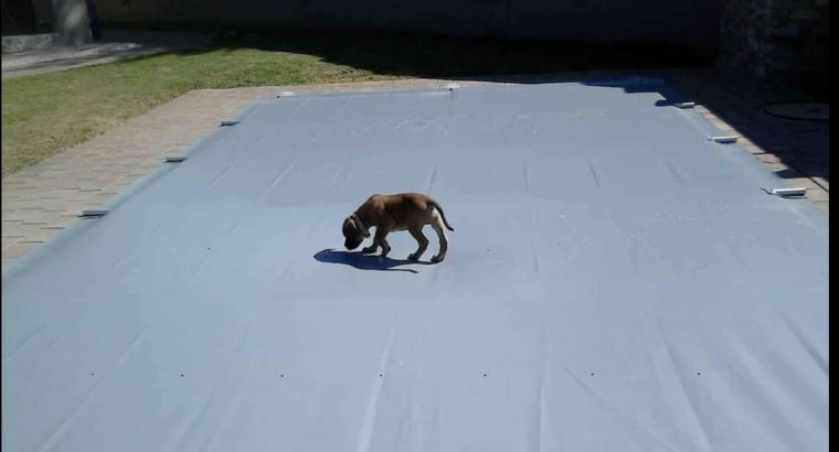 Swimming pool Covers