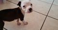 Purebred Pitbull’s for sale