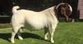 Boer goats for sale.Whatsapp 0748699745