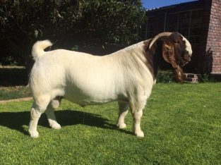 Boer goats for sale.Whatsapp 0748699745