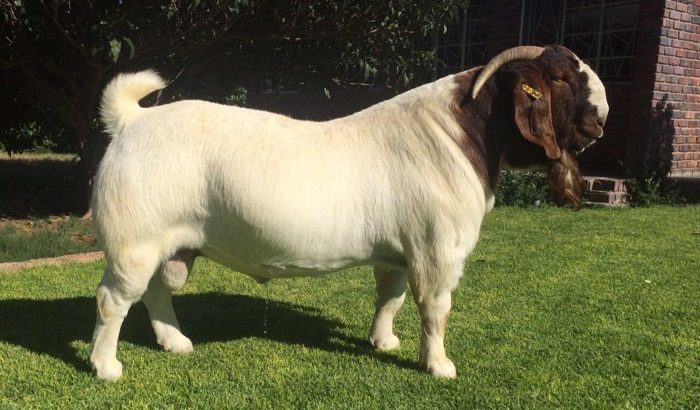 Boer goats for sale.Whatsapp 0748699745