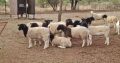 Dorper sheep lambs