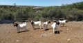 Quality Full Blooded Boers