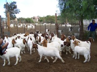 Boer goats for sale