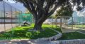 Benjamin instant lawn and Artificial grass