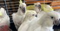 Sulfur crested cockatoo for sale