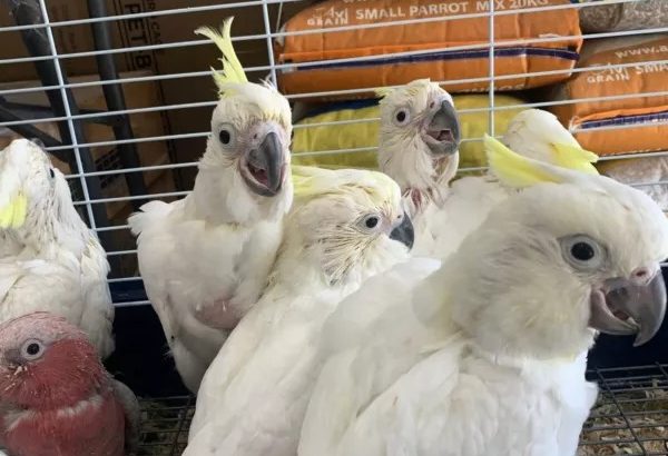 Sulfur crested cockatoo for sale