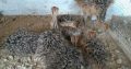 Ostrich chicks for sale