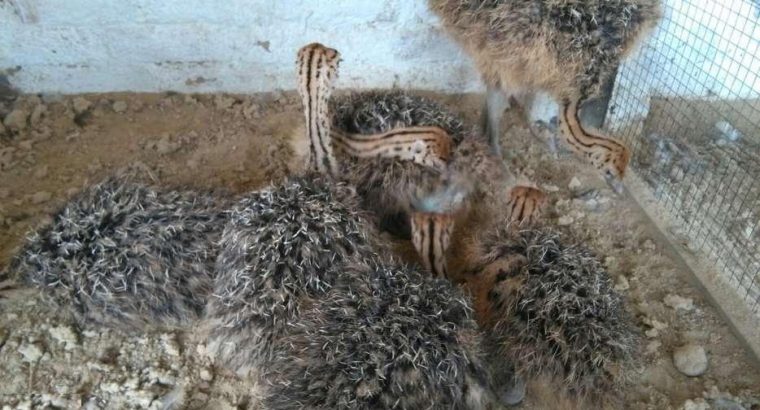 Ostrich chicks for sale