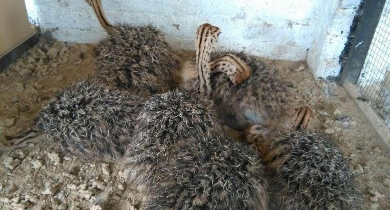 Ostrich chicks for sale