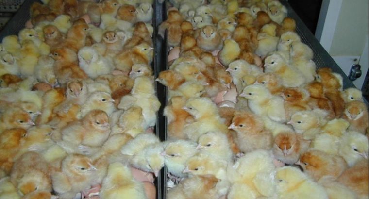 day old chicks available for sale