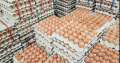 Fertile Eggs for sale