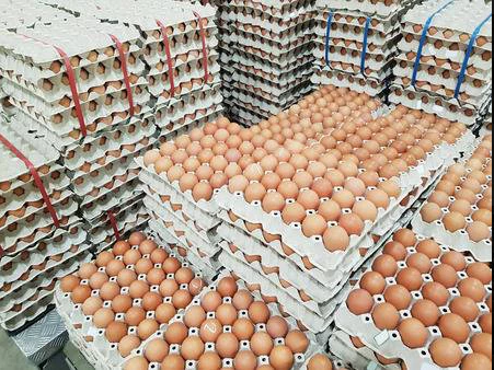 Fertile Eggs for sale