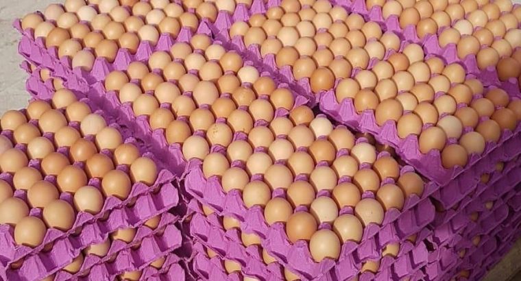 High Quality Fresh Brown Table Eggs