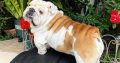 English Bulldog Pups