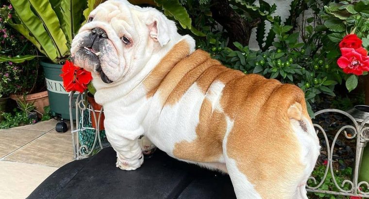 English Bulldog Pups