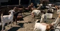 Boer Goats for sale ,