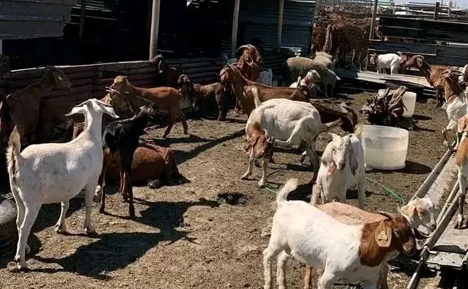 Boer Goats for sale ,