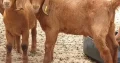 Boer Goats for sale ,