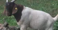 Boer Goats for sale ,