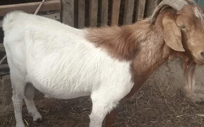 Boer Goats for sale ,