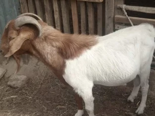 Boer Goats for sale ,