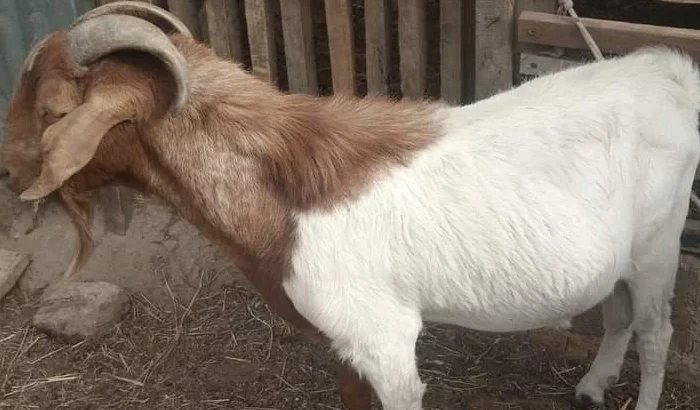 Boer Goats for sale ,