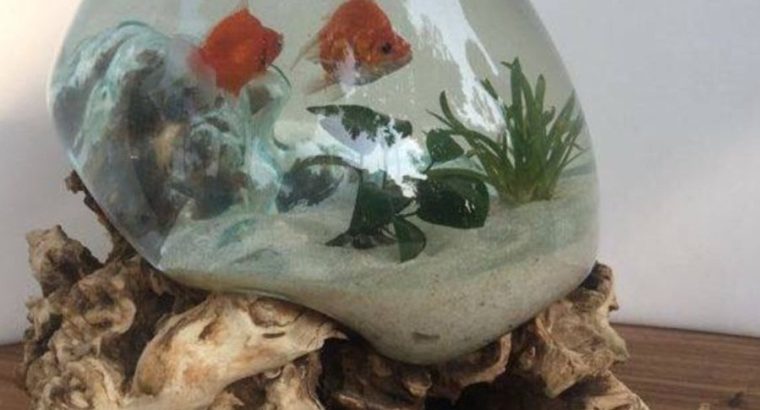 Fish Bowl