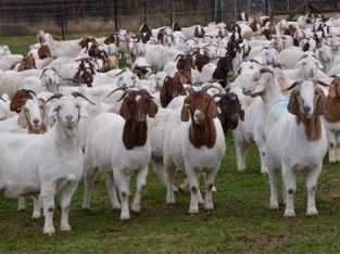Livestock Cattles and goats for sale