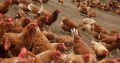Egg laying chickens and day old chicks