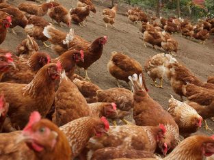 Egg laying chickens and day old chicks