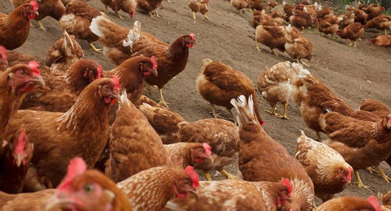 Egg laying chickens and day old chicks