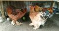Brahma chicken for sale