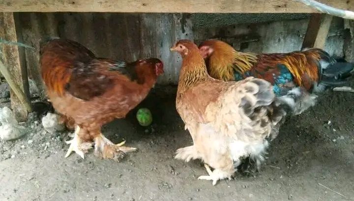 Brahma chicken for sale