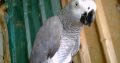 Parrot for sale