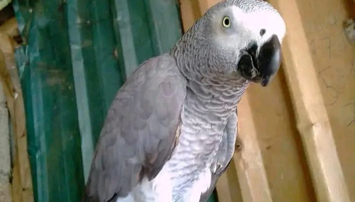 Parrot for sale