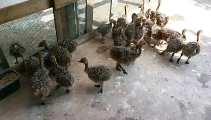 Oustrich birds available for sale