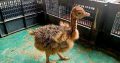 Oustrich birds available for sale