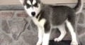Husky puppy