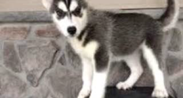 Husky puppy