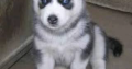 Husky puppy