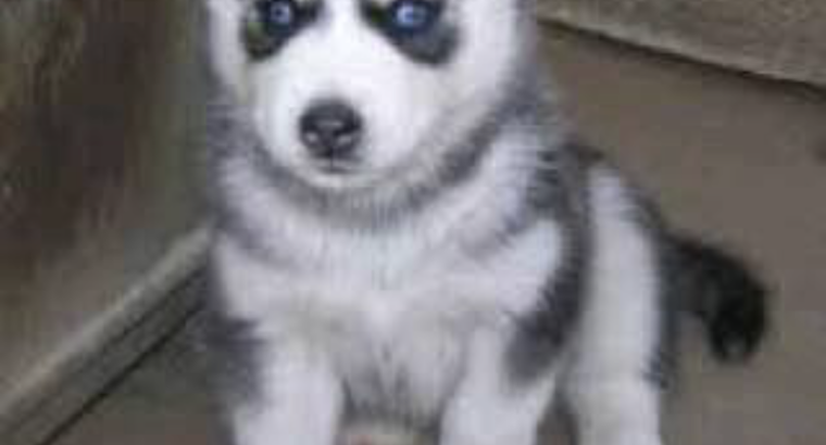 Husky puppy