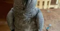 Parrot for sale