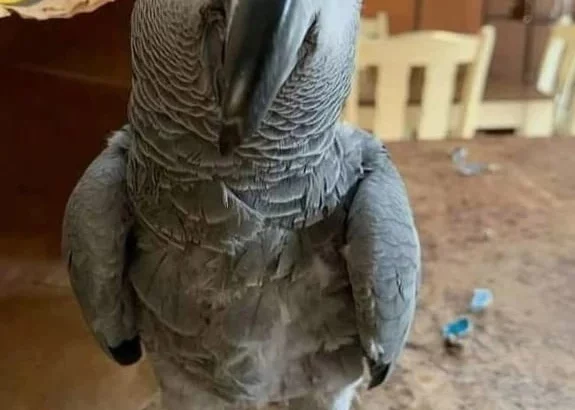 Parrot for sale