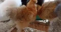 Brahma chicken for sale