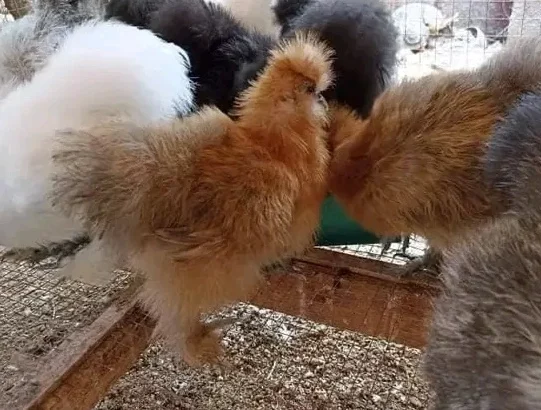 Brahma chicken for sale