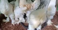 Brahma chicken for sale