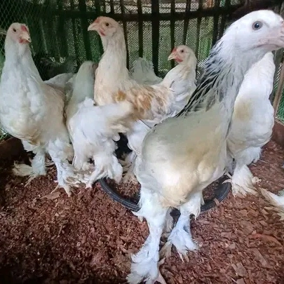 Brahma chicken for sale
