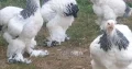 Brahma chicken for sale